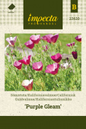 Kaliforniantuliunikko 'Purple Gleam'