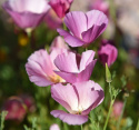 Kaliforniantuliunikko 'Purple Gleam'