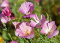 Kaliforniantuliunikko 'Purple Gleam'