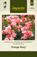 Isosilkkikukka 'Orange Glory'