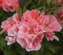 Isosilkkikukka 'Orange Glory'