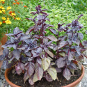 Purppurabasilika 'Dark Opal'