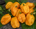 Havannapaprika 'NuMex Suave Orange'