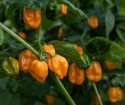 Havannapaprika 'NuMex Suave Orange'