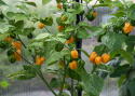 Havannapaprika 'NuMex Suave Orange'