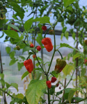 Havannapaprika 'Naga Jolokia'