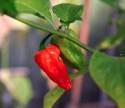 Havannapaprika 'Naga Jolokia'