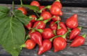 Havannapaprika 'Biquinho'