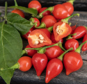 Havannapaprika 'Biquinho'