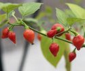Havannapaprika 'Biquinho'