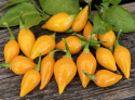 Havannapaprika 'Biquinho Amarela'