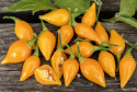 Havannapaprika 'Biquinho Amarela'