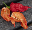 Havannapaprika 'Carolina Reaper'