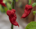 Havannapaprika 'Carolina Reaper'
