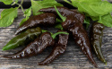 Havannapaprika 'Naga Black'