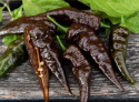 Havannapaprika 'Naga Black'