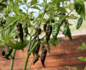 Havannapaprika 'Naga Black'