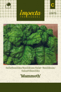 Salaattibasilika 'Mammoth'