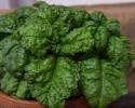 Salaattibasilika 'Mammoth'