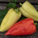 Paprika 'Ferenc Tender'