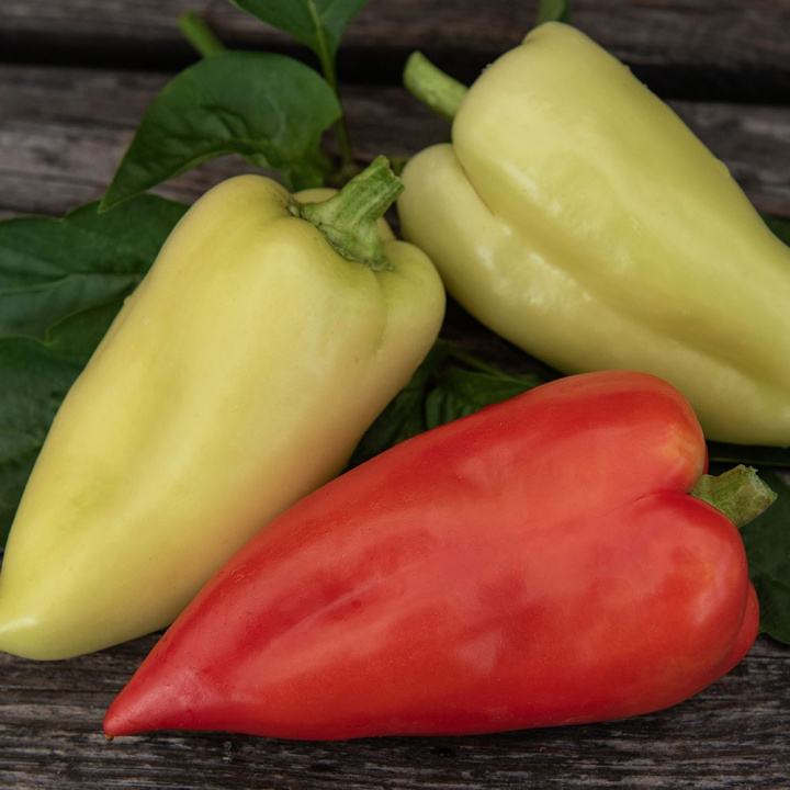 Paprika 'Ferenc Tender'