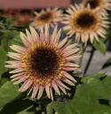 Puna-auringonkukka 'Astra Rose'