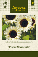 Auringonkukka F1 'Procut White Nite'