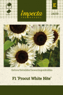 Auringonkukka F1 'Procut White Nite'