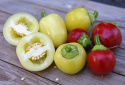 Tomaattipaprika 'Ontara'