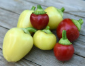 Tomaattipaprika 'Ontara'