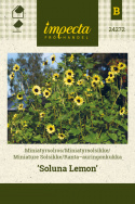 Ranta-auringonkukka 'Soluna Lemon'