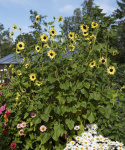 Ranta-auringonkukka 'Soluna Lemon'