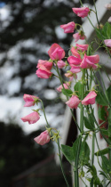 Tuoksuherne 'Old Spice Miss Willmott'