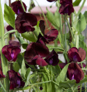 Tuoksuherne 'Spencer Beaujolais'