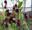 Tuoksuherne 'Spencer Beaujolais'