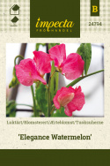 Tuoksuherne 'Elegance Watermelon'