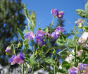 Tuoksuherne 'Erewhon'