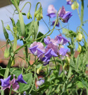 Tuoksuherne 'Erewhon'