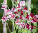 Tuoksuherne 'Spencer Wiltshire Ripple'