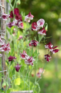 Tuoksuherne 'Spencer Wiltshire Ripple'