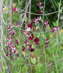 Tuoksuherne 'Spencer Wiltshire Ripple'