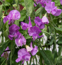 Tuoksuherne 'Spring Sunshine Mauve'