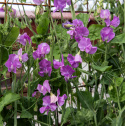 Tuoksuherne 'Spring Sunshine Mauve'