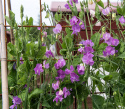 Tuoksuherne 'Spring Sunshine Mauve'