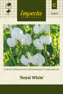 Tuoksuherne 'Royal White'