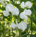 Tuoksuherne 'Royal White'
