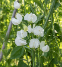 Tuoksuherne 'Royal White'