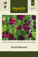 Tuoksuherne 'Royal Maroon'