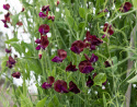 Tuoksuherne 'Royal Maroon'