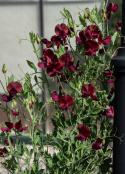 Tuoksuherne 'Royal Maroon'